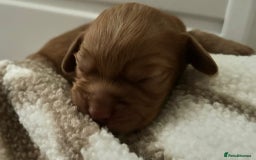 Cocker Spaniel dogs for sale: Working cocker spaniel *KC REG* - Advert 6