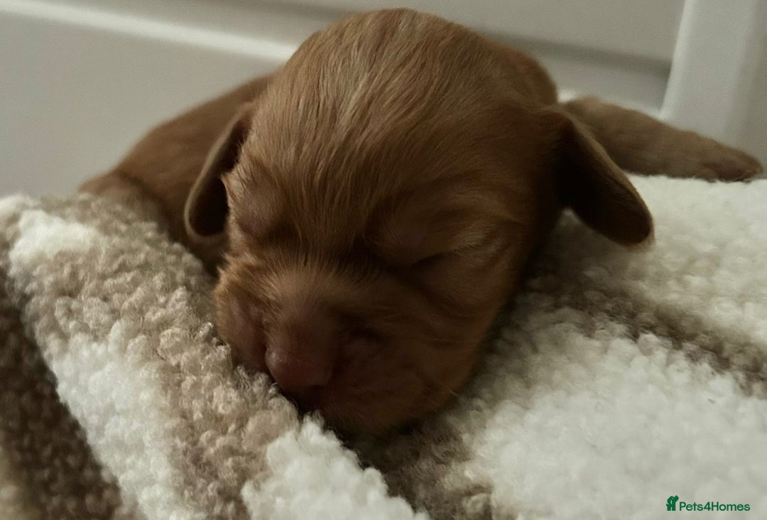 Cocker Spaniel dogs for sale: Working cocker spaniel *KC REG* - Advert 6