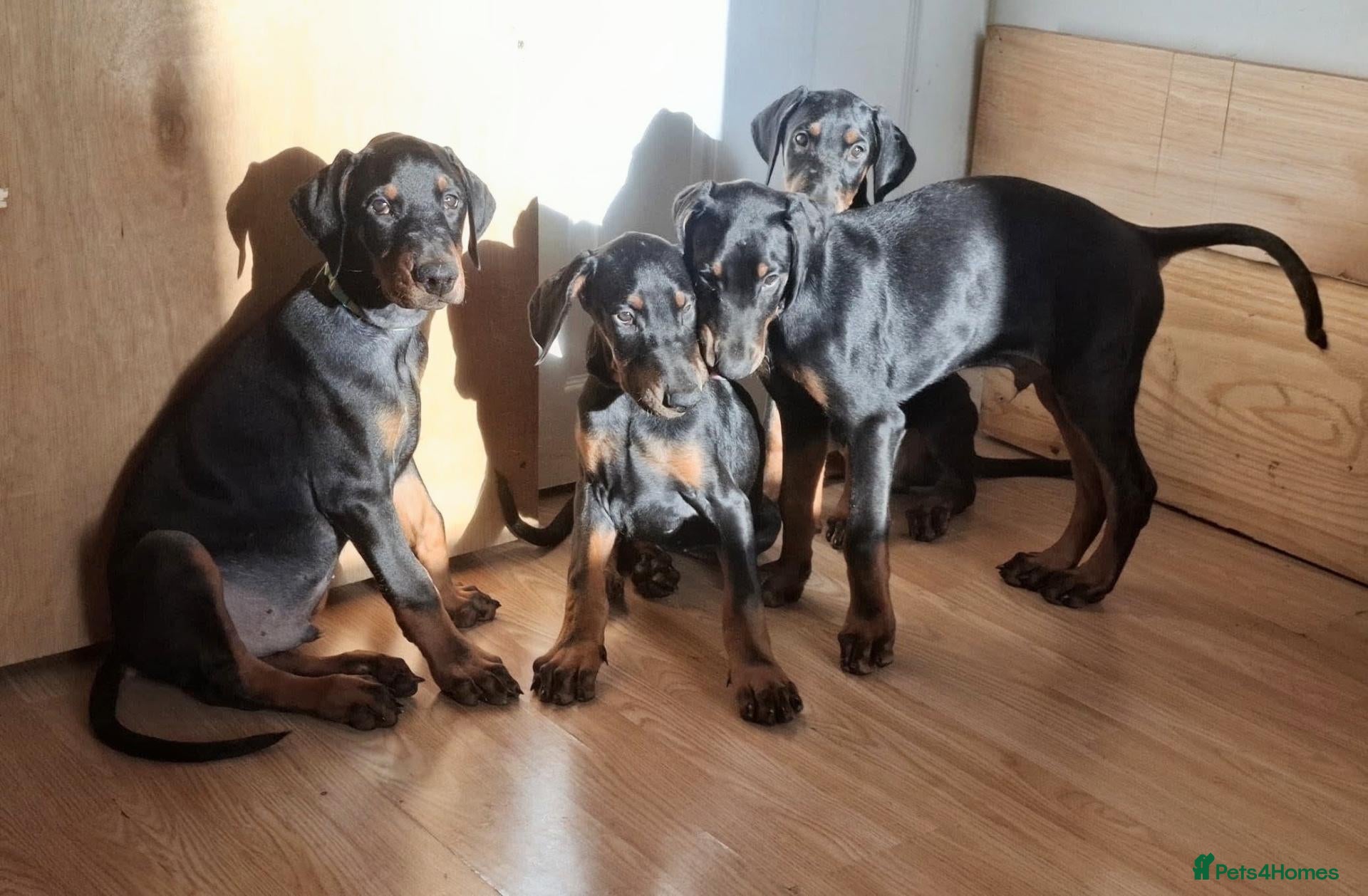 Dobermann dogs Ready today for new homes!!! 3boys left🐕 - Advert 2