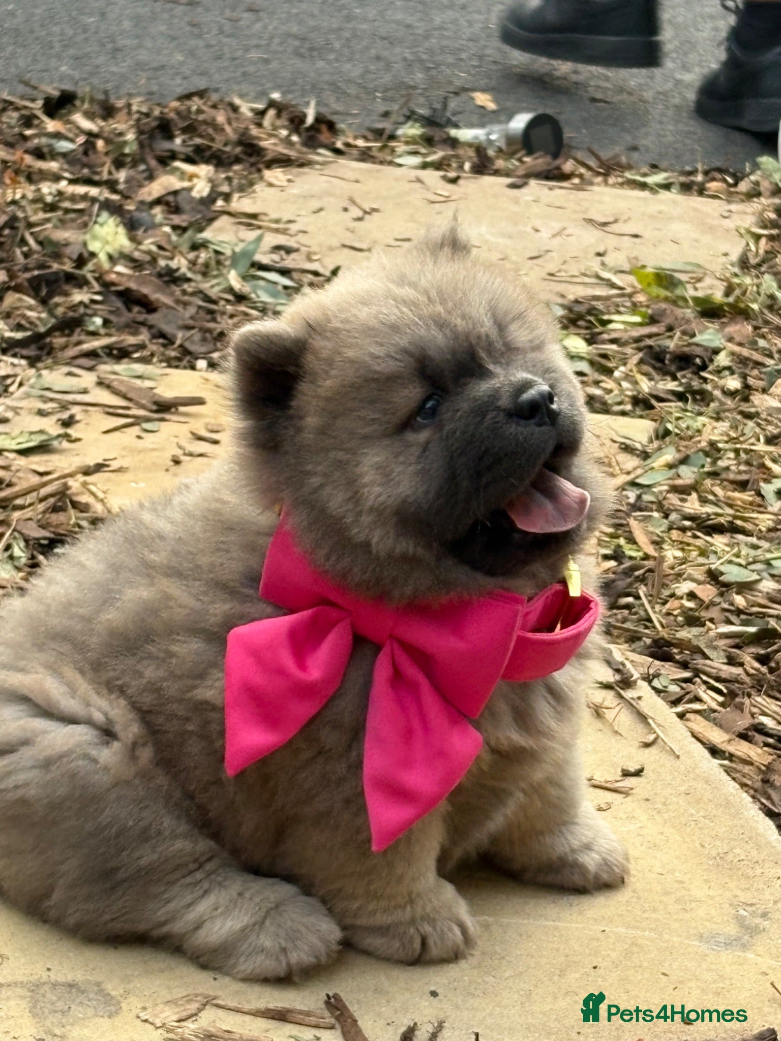 Chow Chow dogs 🧸🐾 Beautiful Chow Chow puppies 🐾🧸 - Advert 2