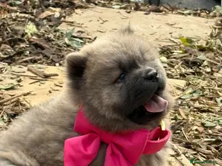 Chow Chow dogs 🧸🐾 Beautiful Chow Chow puppies 🐾🧸 - Advert 2
