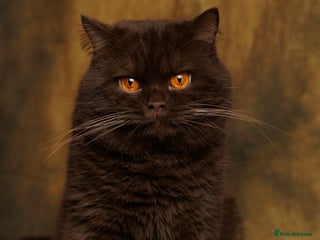 British Shorthair cats GCCF/TICA/WCF Registered Chocolate Stud PT* import in London - Advert 1