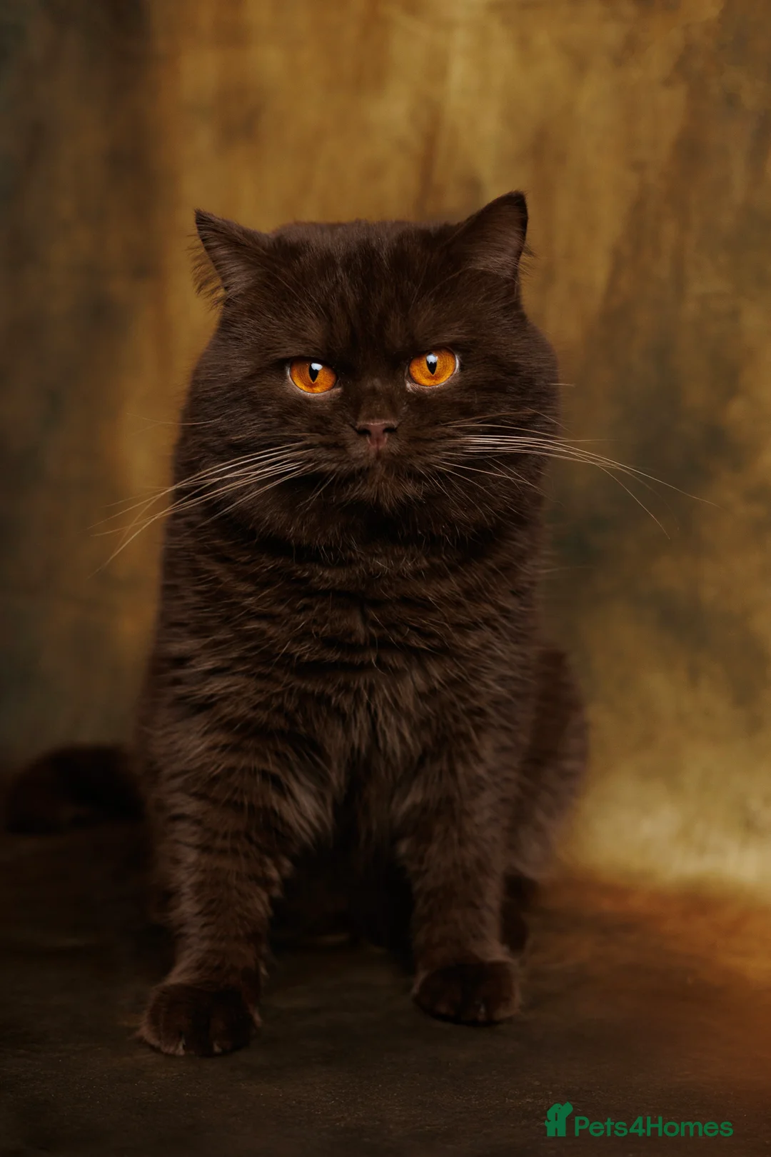 British Shorthair cats for stud: GCCF/TICA/WCF Registered Chocolate Stud PT* import in London - Advert 1