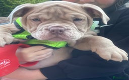 Olde English Bulldogge dogs for sale: Olde English bulldog  - Image 5