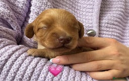 Labradoodle dogs for sale: Miniature Multigen Labradoodle Puppies - Image 5