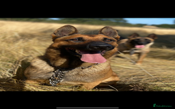 Mixed Breed dogs for sale: German shepherd x Belgian shepherd puppies - Image 7