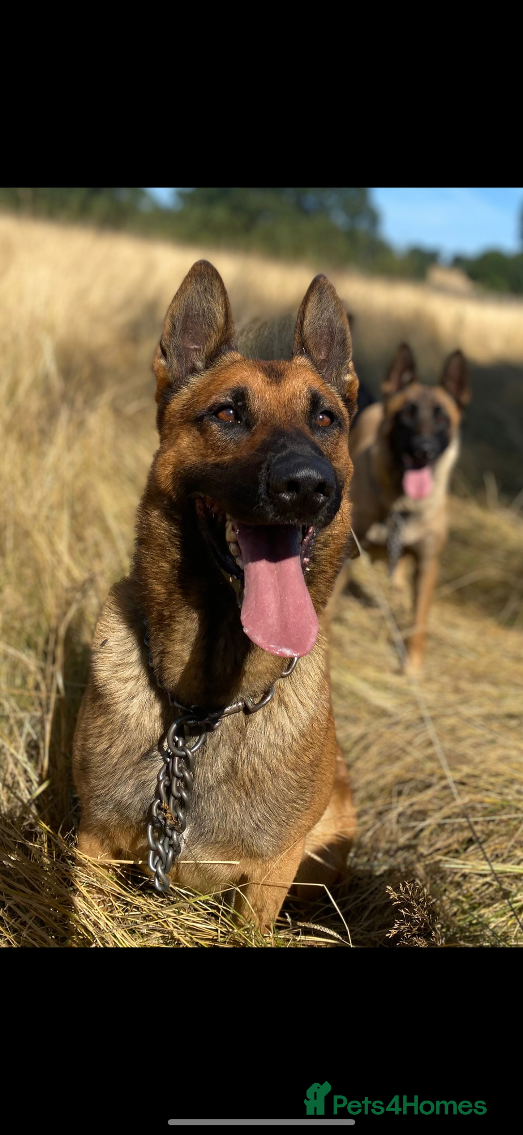 Mixed Breed dogs for sale: German shepherd x Belgian shepherd puppies - Image 7