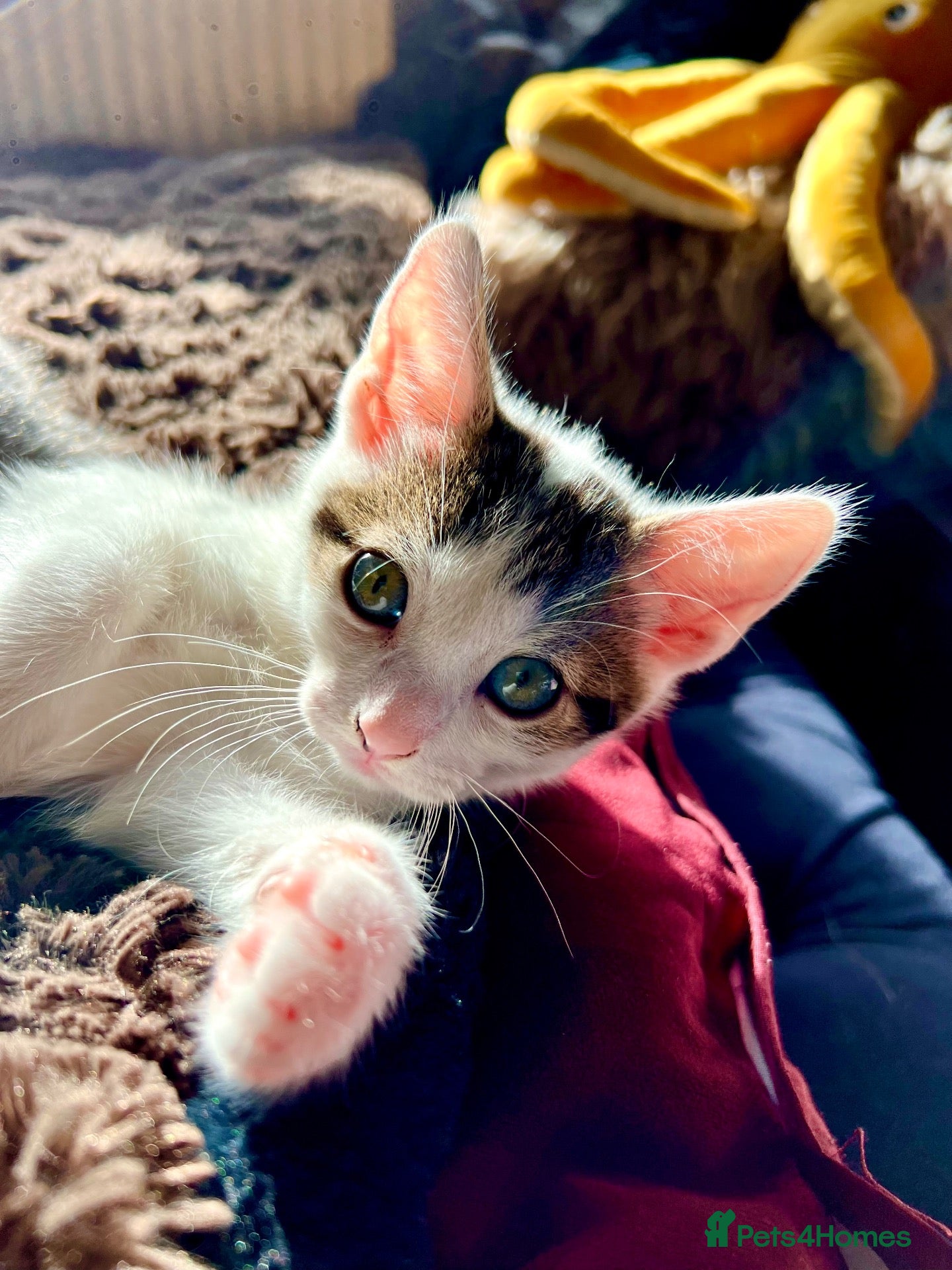 Mixed Breed cats Male Kittens - Ready to Go £130 - Advert 2