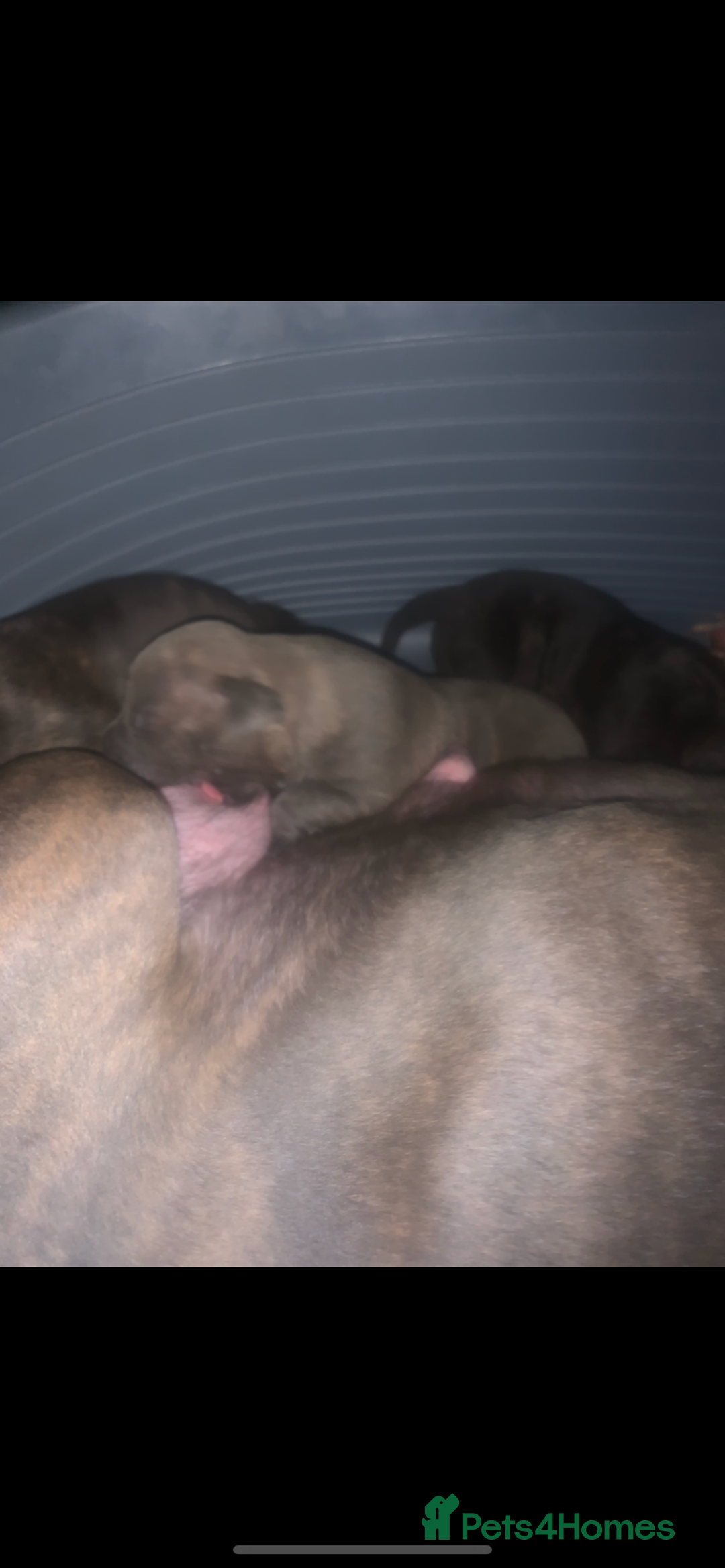 Mixed Breed dogs for sale: Staffies X pocket bully’s  - Image 9
