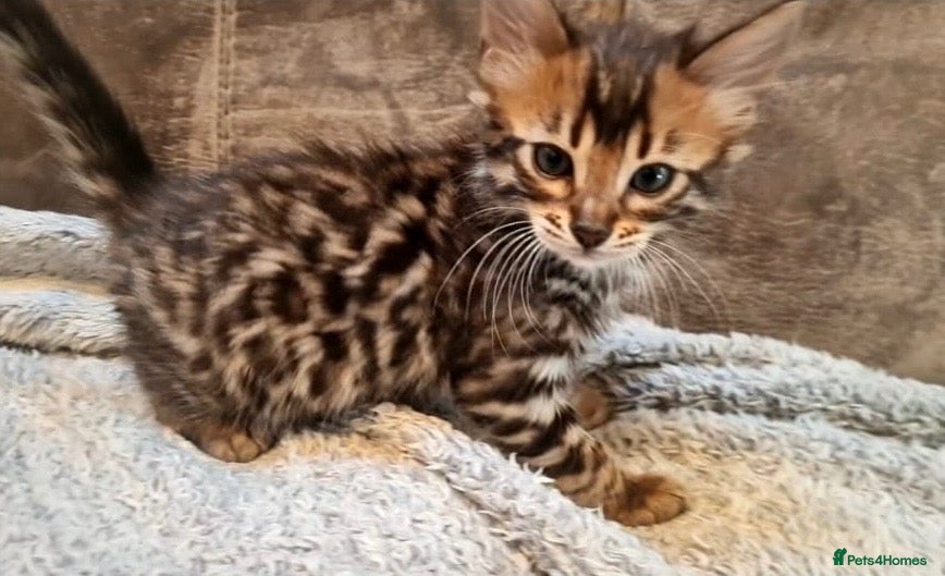 Bengal cats Exceptional rare cashmere bengal boys - Advert 2