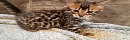 Bengal cats for sale: Exceptional rare cashmere bengal boys - Advert 6