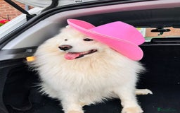 Samoyed dogs for sale: Samoyed puppies - gorgeous white bundle of joy! - Advert 3