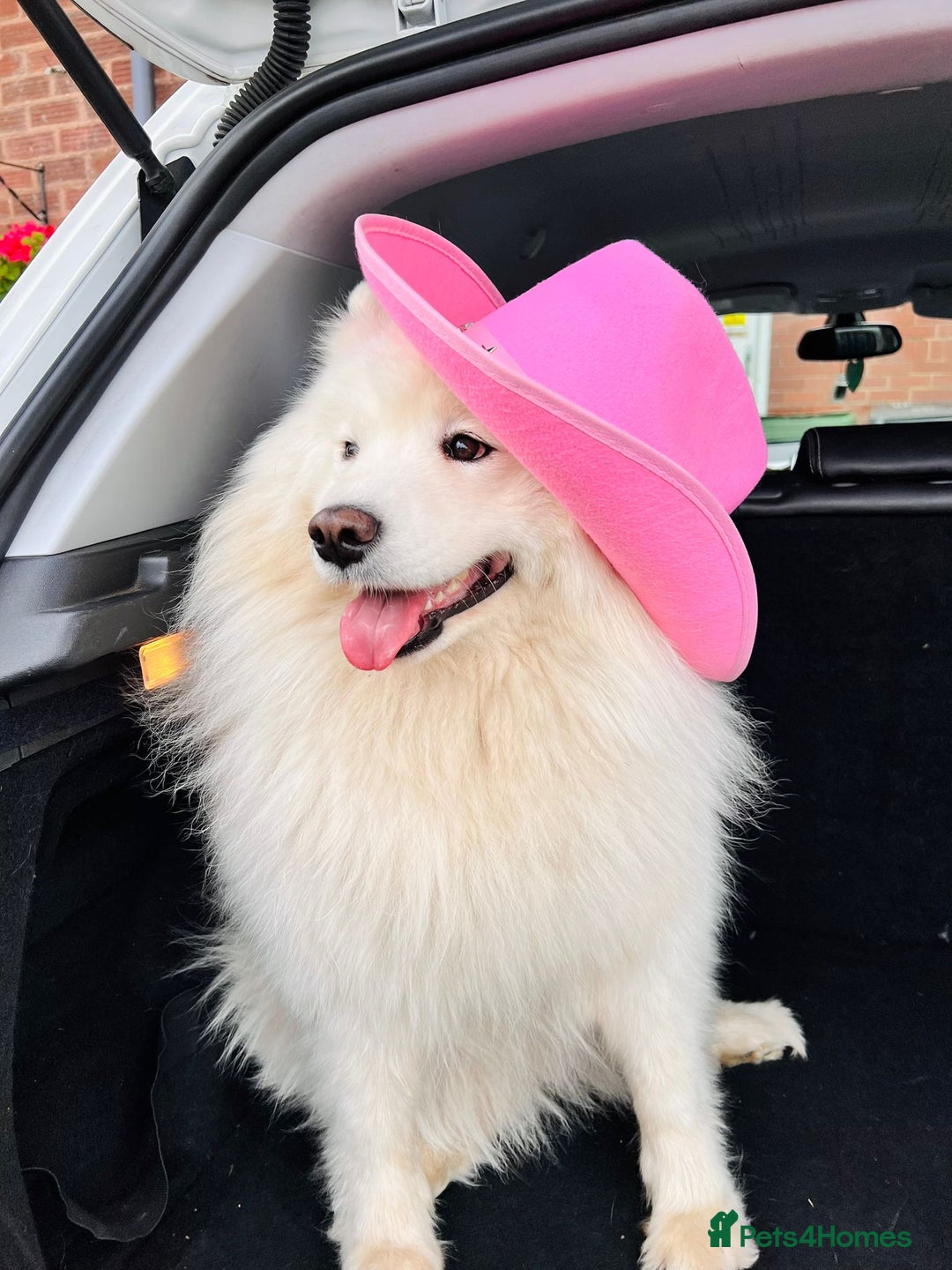 Samoyed dogs for sale: Samoyed puppies - gorgeous white bundle of joy! - Advert 3