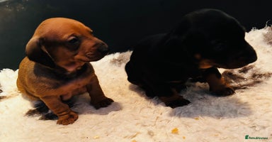 Dachshund dogs - Advert 7