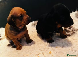 Dachshund dogs - Advert 12