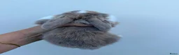 Mini Lop rabbits for sale: 3 x litters of Purebred Mini Lops AVAIL TO RESERVE - Advert 6
