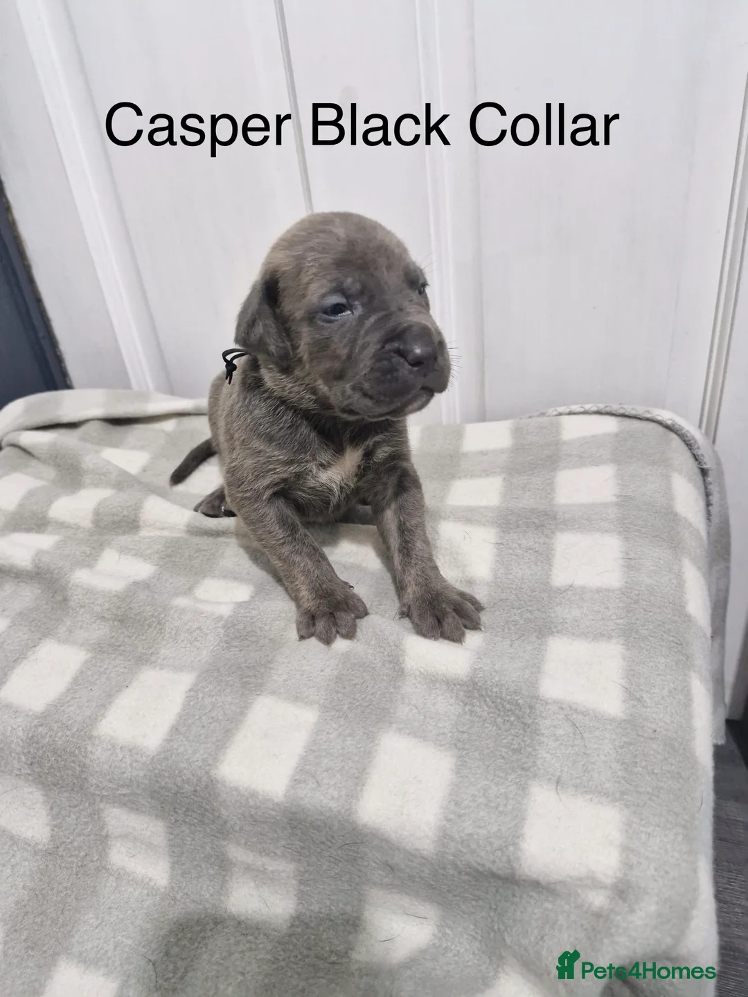 Cane Corso dogs for sale: 10 Adorable Cane Corso Puppies  in Wigan - Advert 21