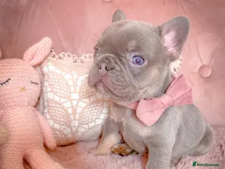 French Bulldog dogs 💞LILAC PUPPIES💞 - Advert 9