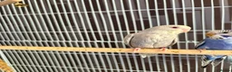 Budgerigars birds for sale: Dun fallow spilt bf budgies  - Advert 4