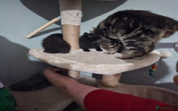 Mixed Breed cats for sale: Mixed kittens ready for their new home - Image 10
