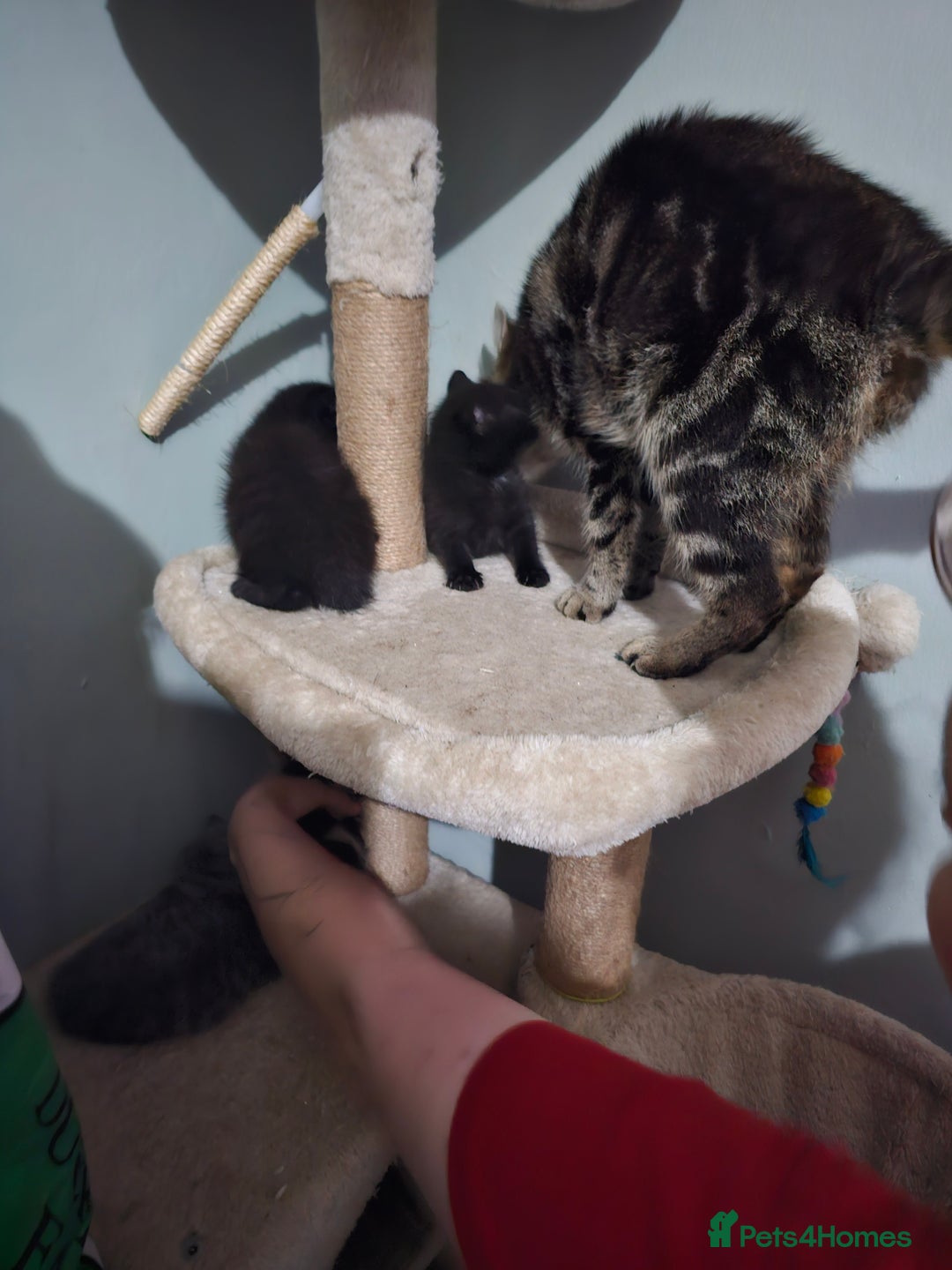 Mixed Breed cats for sale: Mixed kittens ready for their new home - Image 10
