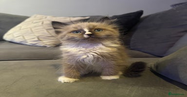 Ragdoll cats - Advert 2