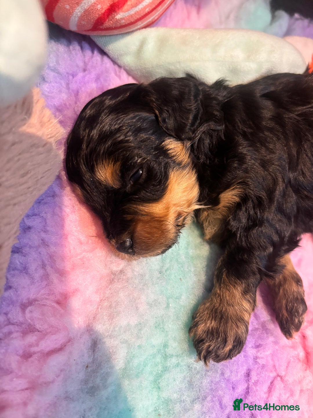 Cavapoo dogs for sale: Beautiful Black Phantom F1bb girl cavapoo - Image 3