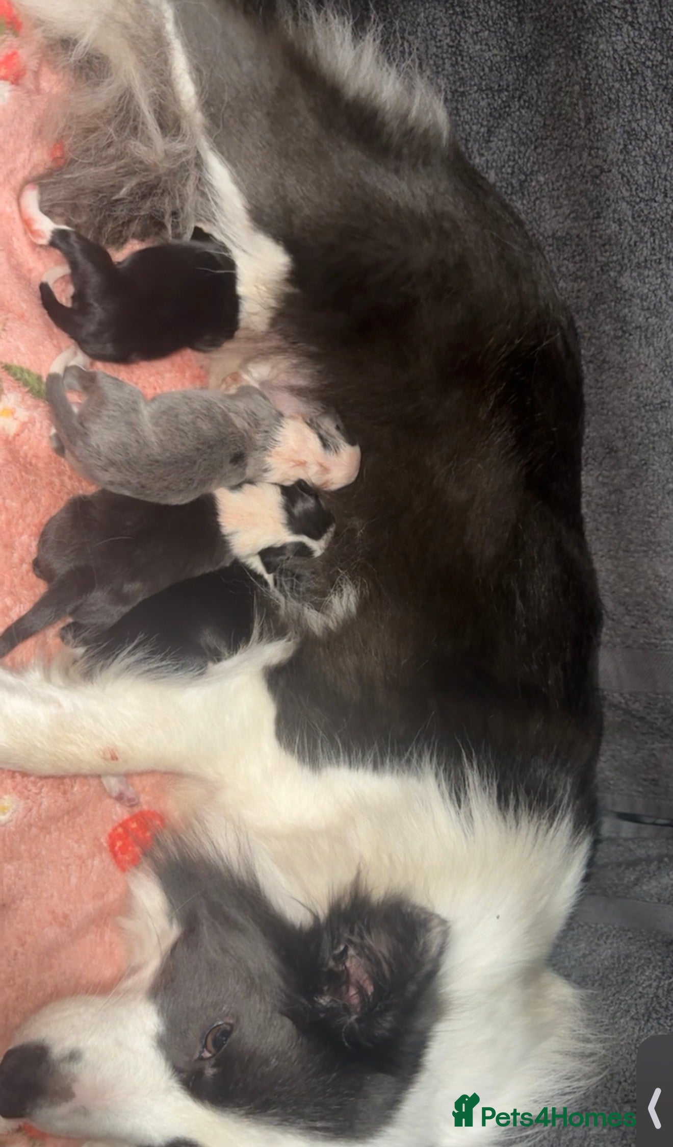 Border Collie dogs Border Collie Puppies For Sale - Advert 11