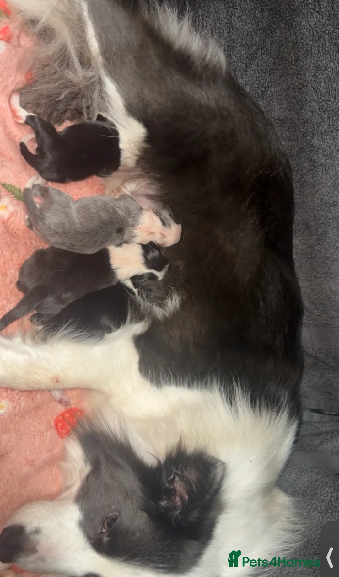 Border Collie dogs for sale: Border Collie Puppies For Sale - Advert 1