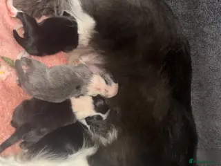 Border Collie dogs Border Collie Puppies For Sale - Advert 3