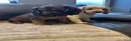 Cockalier dogs for sale: Stunning Cockalier’s  - Advert 6