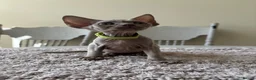 Devon Rex cats for sale: Price Reduced!TICARegisteredDevonRex lilac kittens - Advert 17