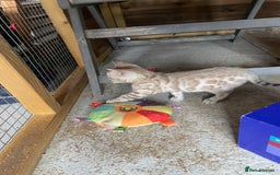 Bengal cats for sale: 3 Pure Bengals left  - Image 34