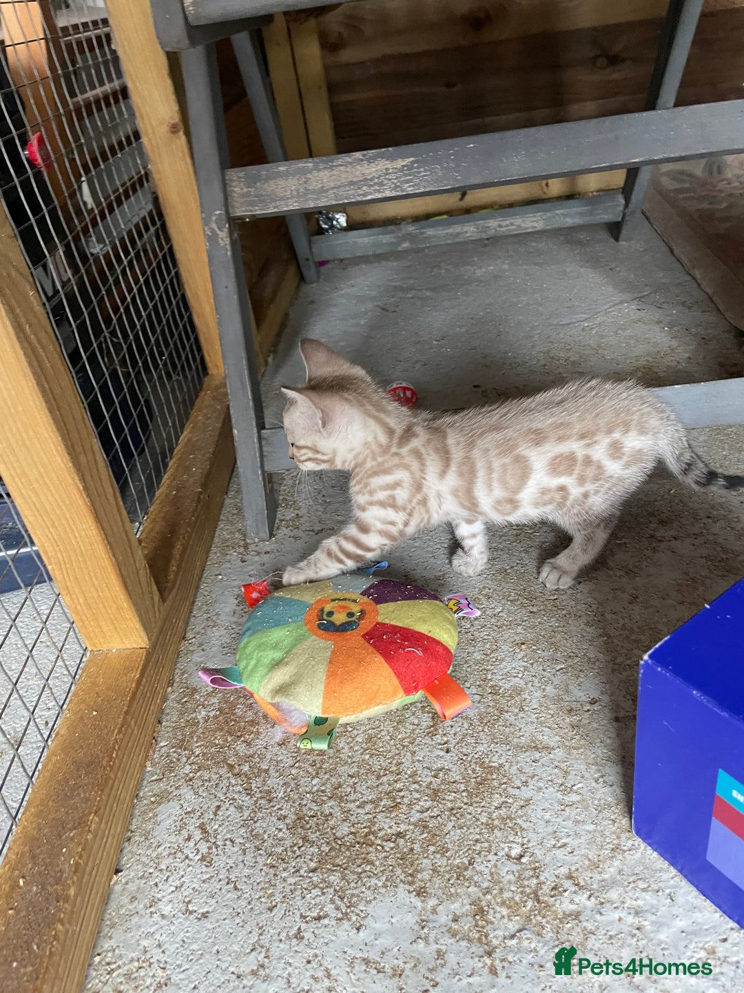 Bengal cats for sale: 3 Pure Bengals left  - Image 34