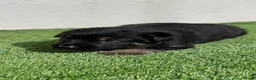 German Shepherd dogs for stud: Blu the German shepherd stud dog kc registered  - Advert 14