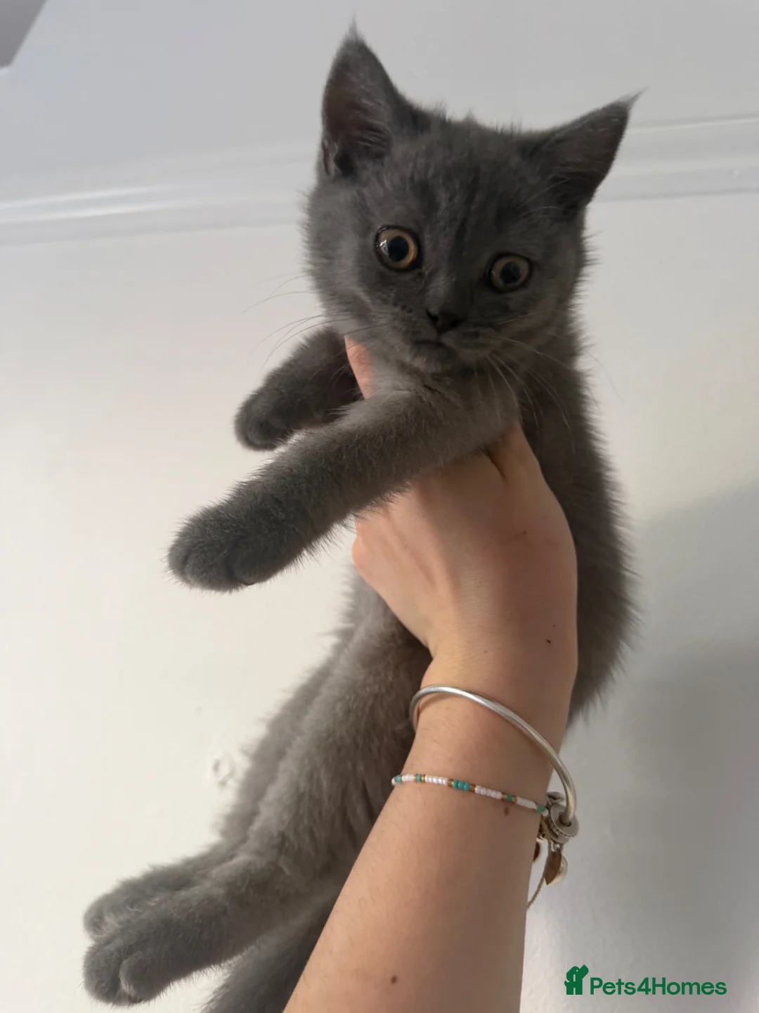 Mixed Breed cats for sale: British / Scottish  - Advert 3