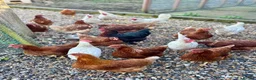 Chickens poultry for sale: Chicken hatching eggs  - Advert 1