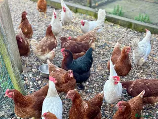 Chickens poultry for sale: Chicken hatching eggs - Advert 1