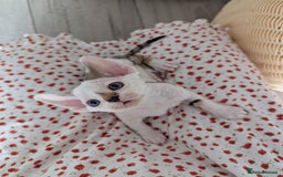 Devon Rex cats for sale: Two cuddlebugs- literally sticker cats available❤️ - Image 18