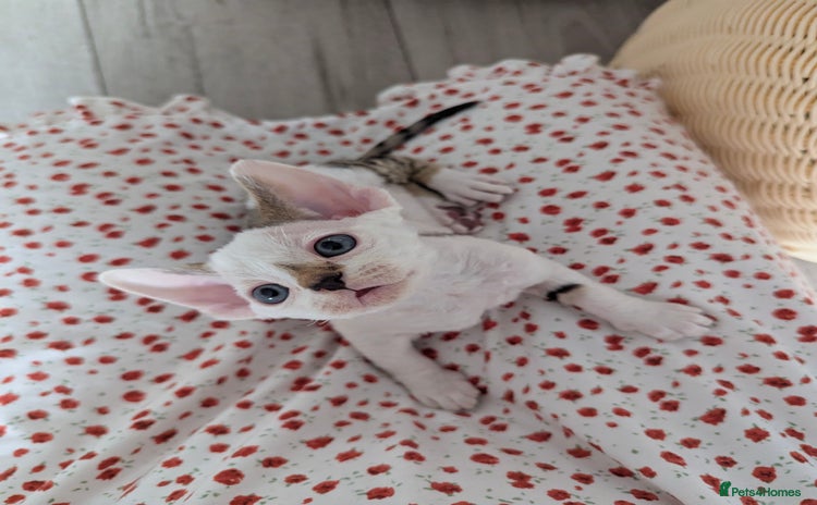 Devon Rex cats - Advert 1