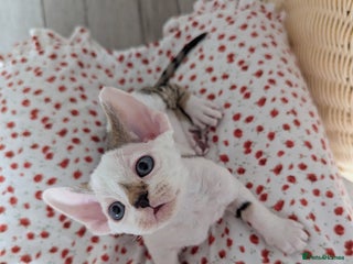 Devon Rex cats - Advert 22
