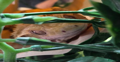 Gecko reptiles - Advert 9