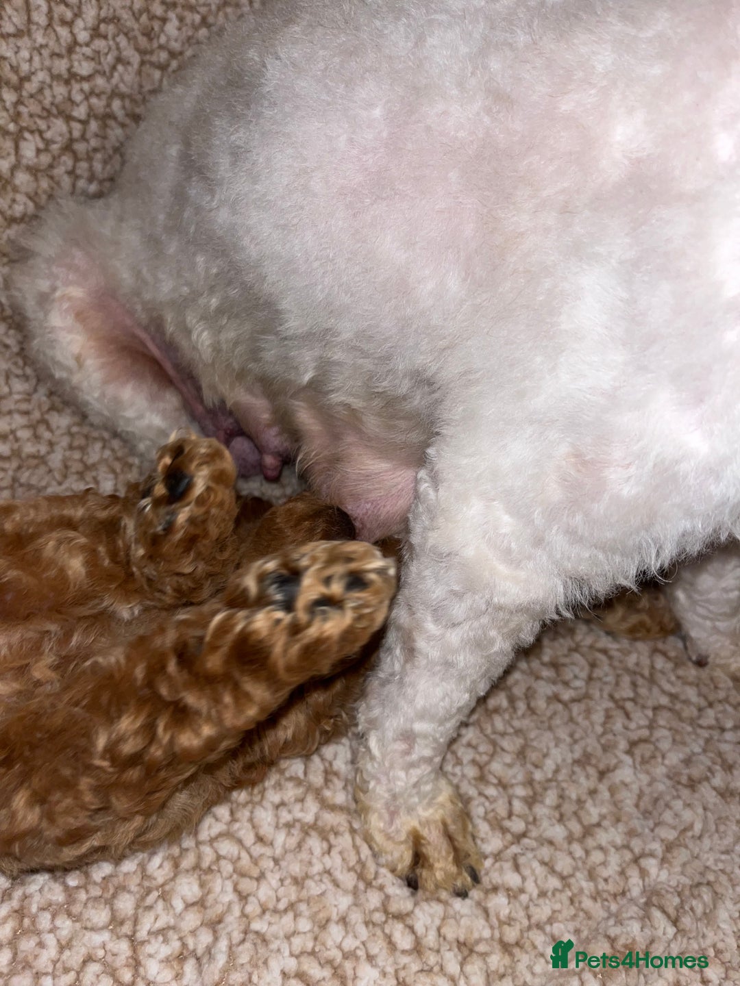 Cavapoochon dogs for sale: Beautiful cavapoochon baby’s  - Advert 14