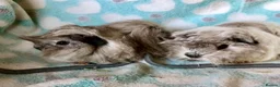 Guinea Pig rodents for sale: Baby Peruvian brothers  - Advert 5