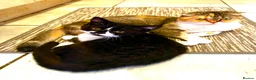 Scottish Fold cats for sale: Last Pure bred Scottish Fold black and white girl - Advert 5