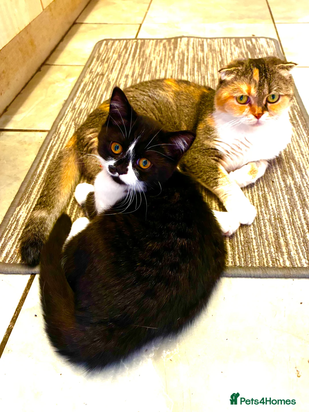 Scottish Fold cats for sale: Last Pure bred Scottish Fold black and white girl - Advert 5