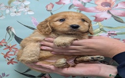 Cockapoo dogs for sale: Show type Cockapoos DNA CLEAR  - Image 10
