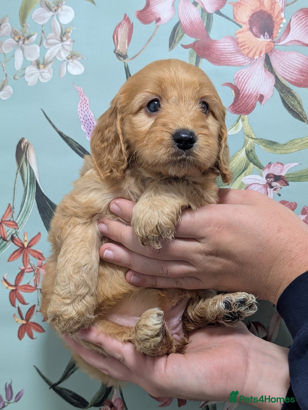 Cockapoo dogs for sale: Show type Cockapoos DNA CLEAR  - Image 10