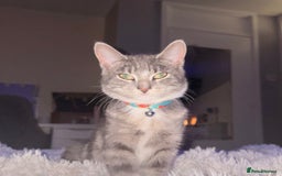 Mixed Breed cats for sale: Two beautiful kittens  - Advert 2