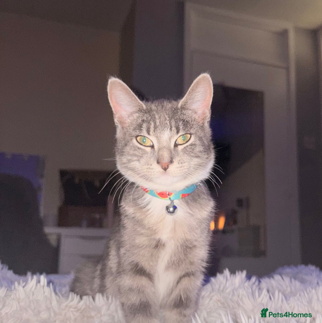 Mixed Breed cats for sale: Two beautiful kittens  - Advert 2